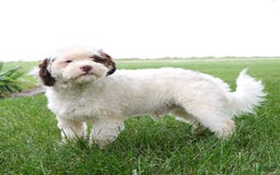 Shihpoo dogs for sale: Billy - Image 19