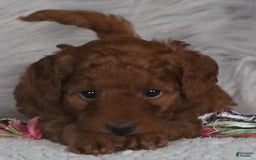 Mini Goldendoodle dogs for sale: Cinnamon 🌷 Micromini - Image 4