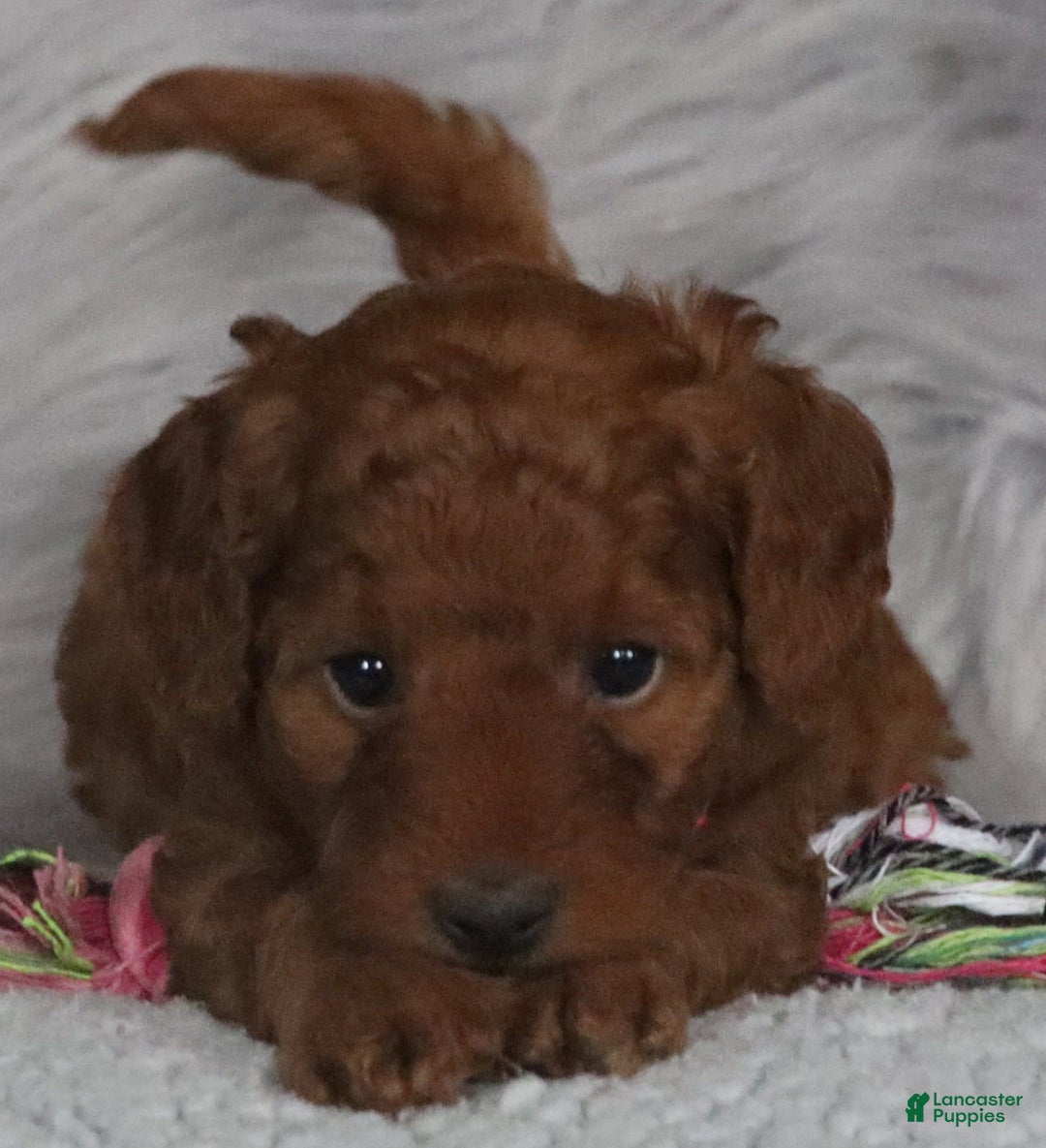 Mini Goldendoodle dogs for sale: Cinnamon 🌷 Micromini - Image 4