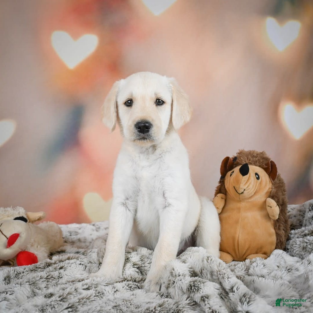 Labradoodle dogs for sale: Ryley - Image 2