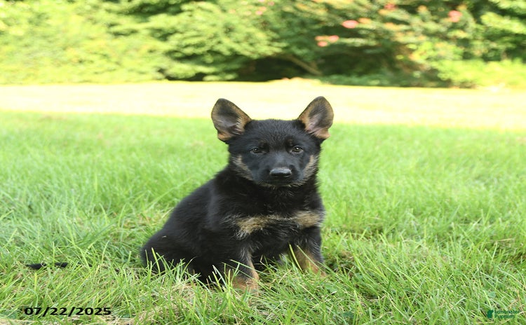 German Shepherd dogs for sale - Ad 1