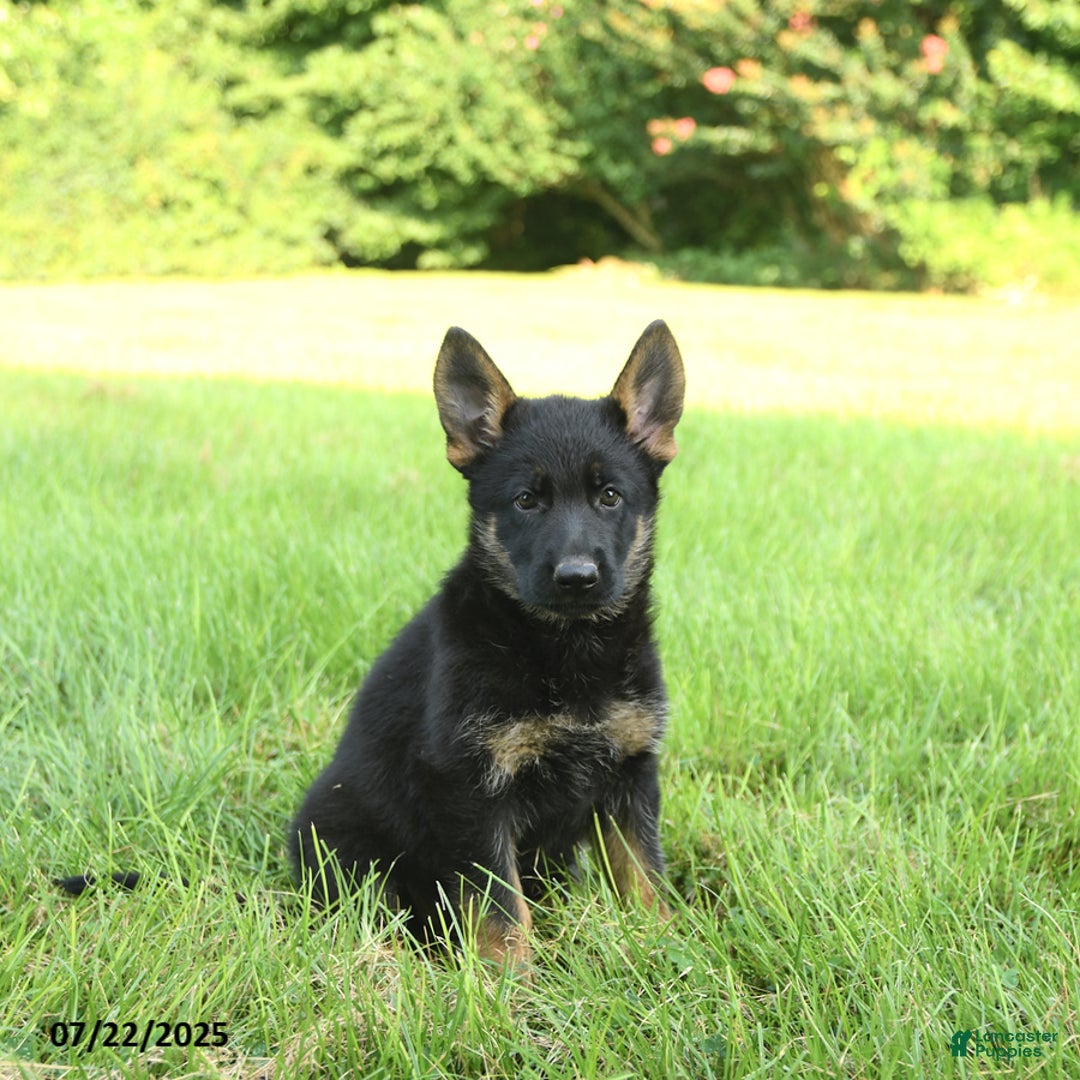 German Shepherd dogs for sale: Havannah - Image 1