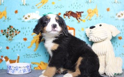Bernese Mountain Dog dogs for sale: Pebbles - Image 46