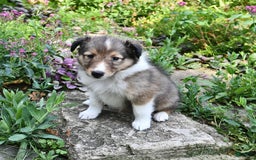 Shetland Sheepdog dogs for sale: Kassie - Image 1