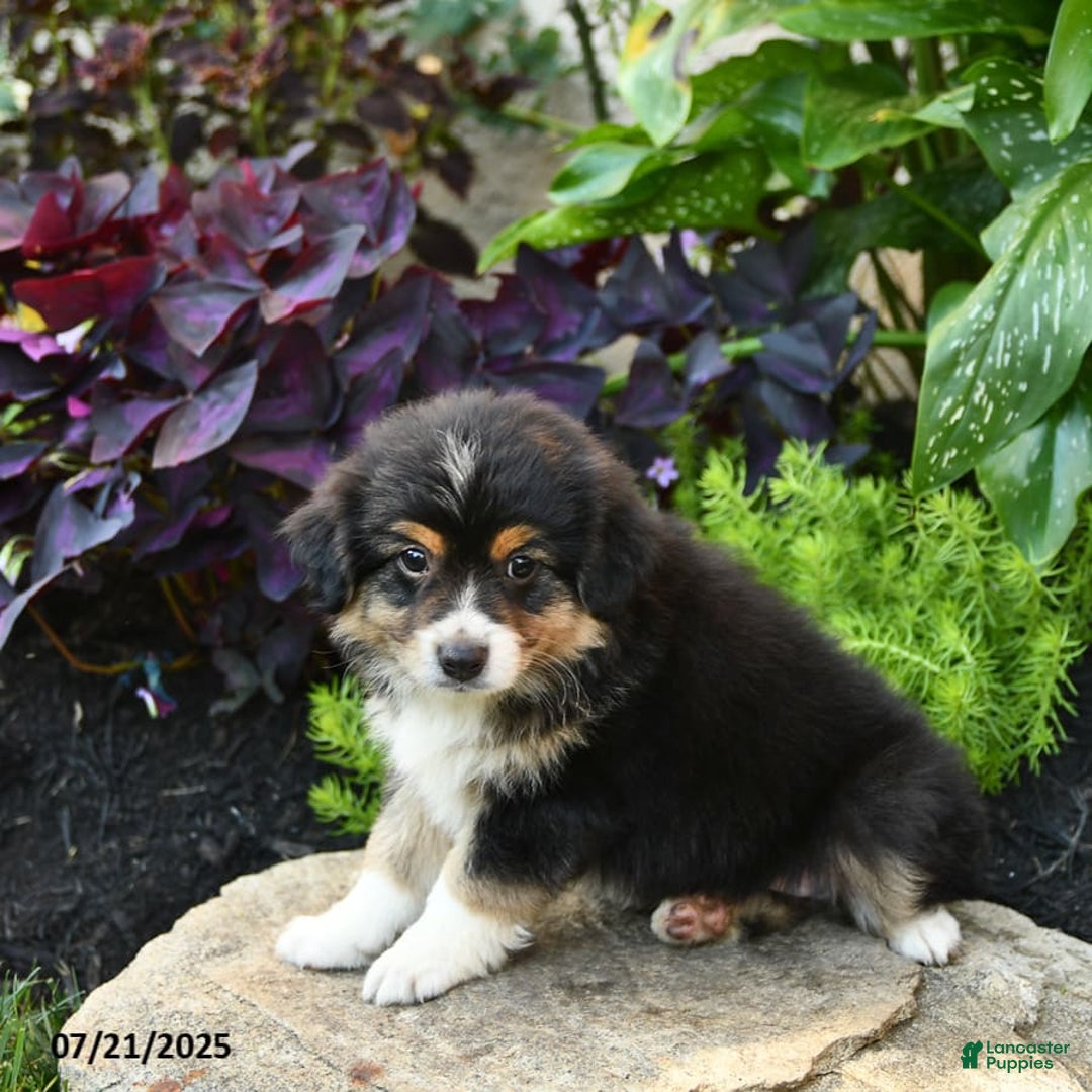 Miniature Australian Shepherd dogs for sale: Harry - Image 5