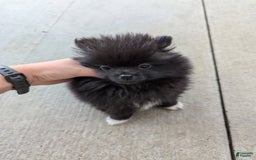 Pomeranian dogs for sale: Booty Boots - Image 1