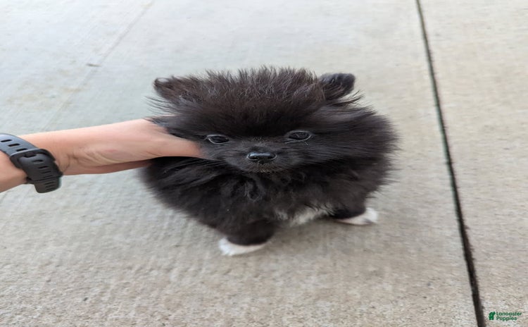Pomeranian dogs for sale - Ad 1
