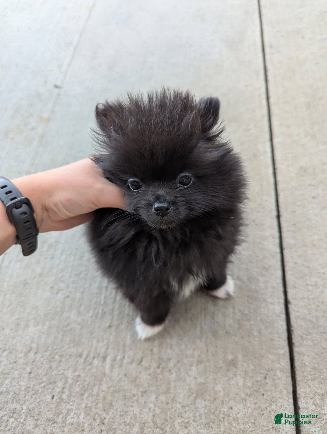 Pomeranian dogs for sale: Booty Boots - Image 1