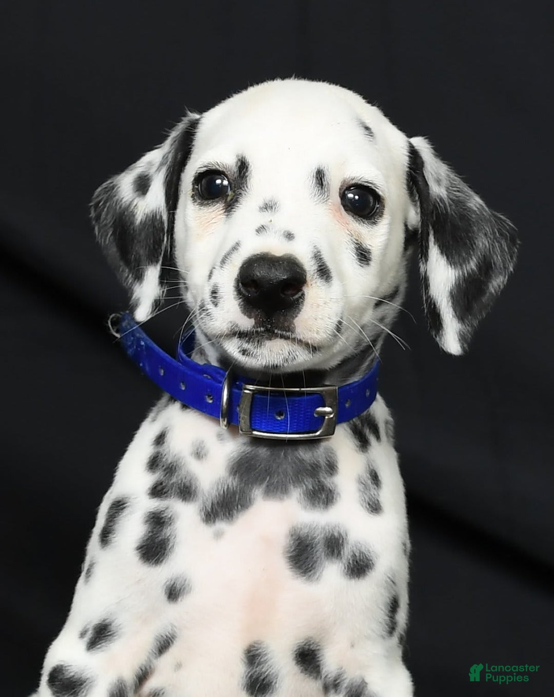 Dalmatian dogs for sale: Pepper - Image 8