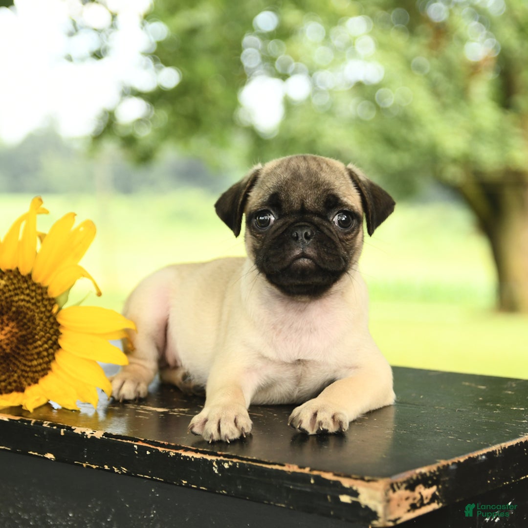 Pug dogs for sale: Royal - Image 3