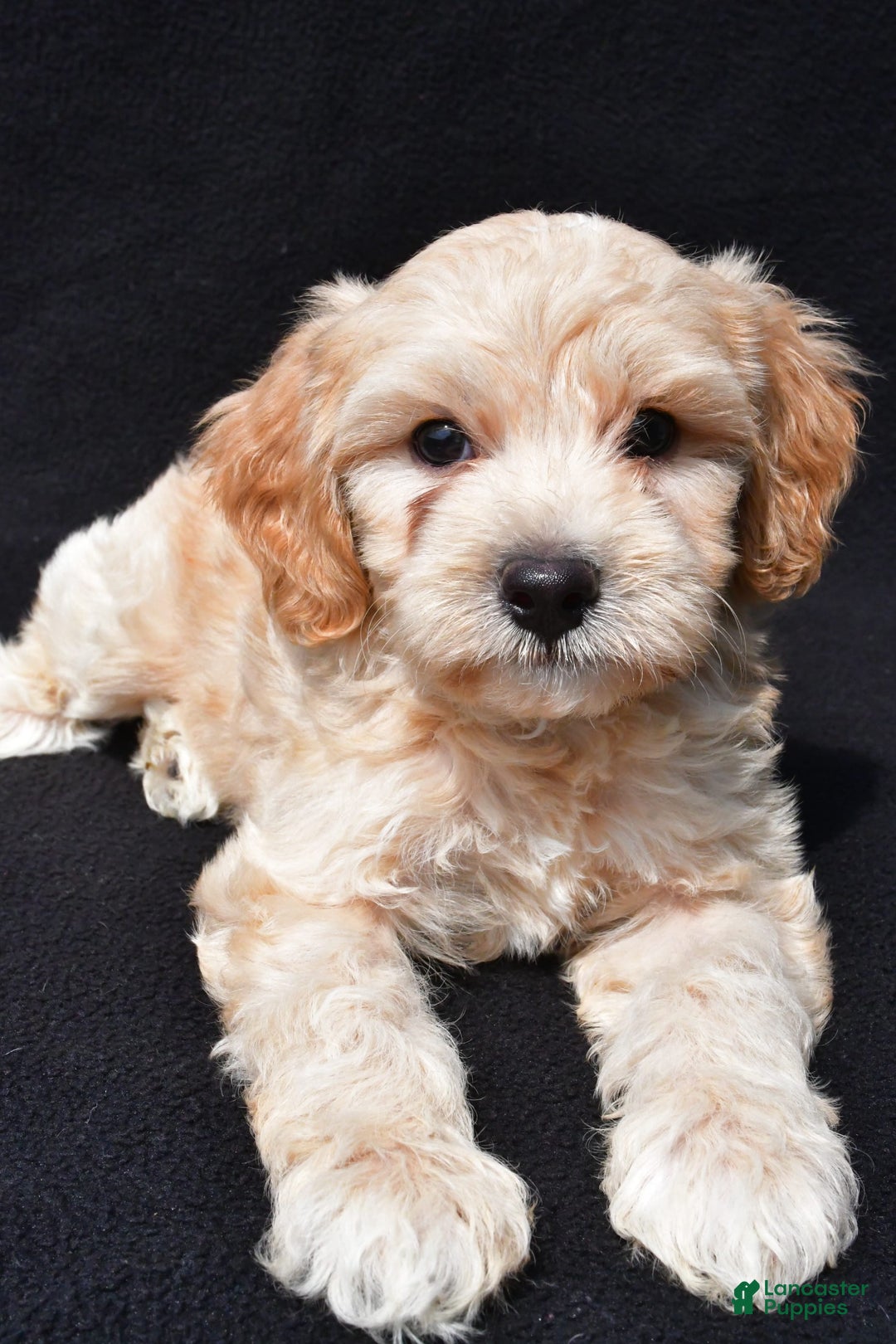 Cavapoo dogs for sale: Rex - Image 6