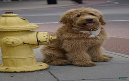 Goldendoodle dogs for sale: Blair - Image 7