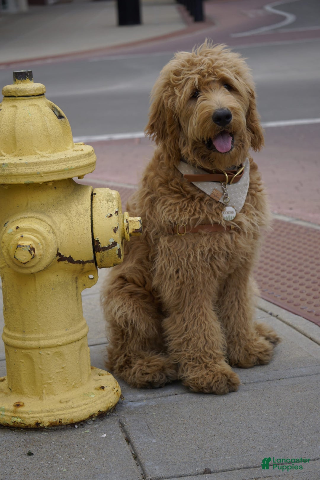 Goldendoodle dogs for sale: Blair - Image 7