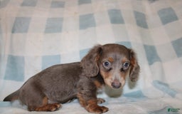 Miniature Dachshund dogs for sale: Bingo - Image 16