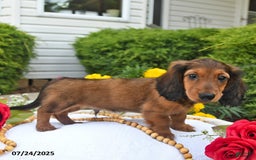 Miniature Dachshund dogs for sale: Dick - Image 4