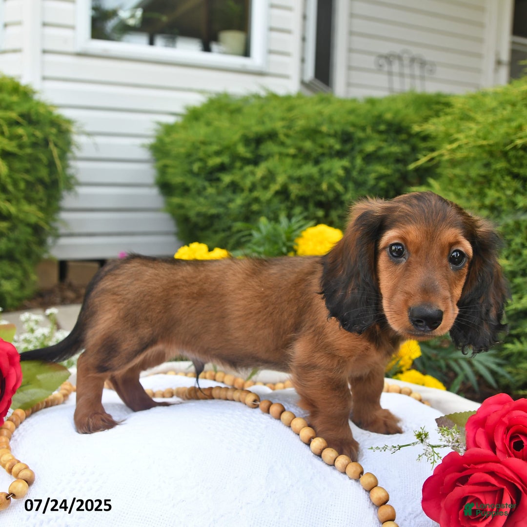 Miniature Dachshund dogs for sale: Dick - Image 4