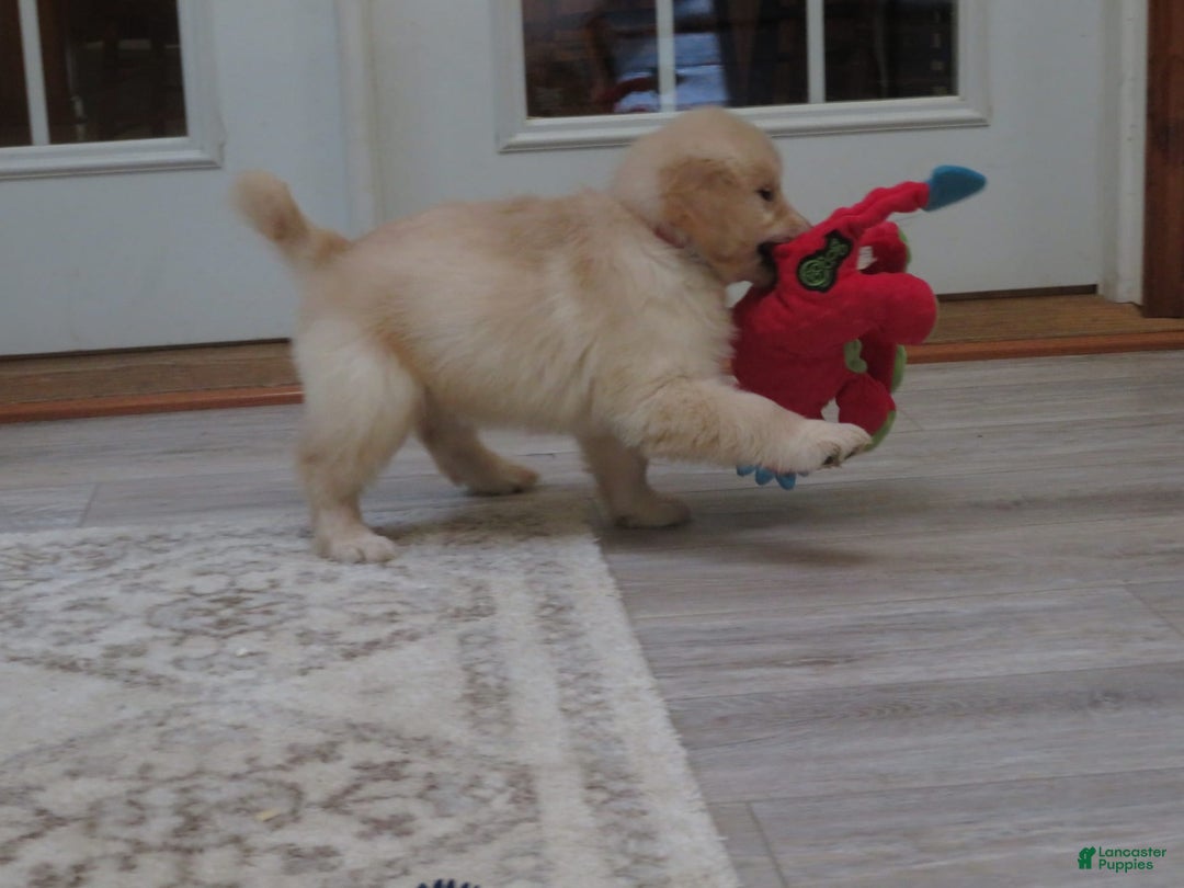 Golden Retriever dogs for sale: Erin - Image 3