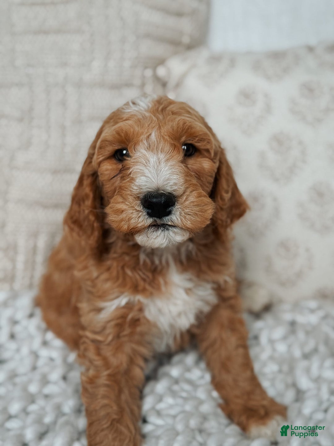 Goldendoodle dogs for sale: Humphrey - Image 5