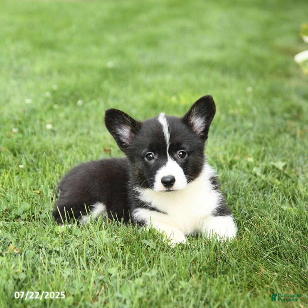 Welsh Corgi Pembroke dogs for sale: Flora - Image 3