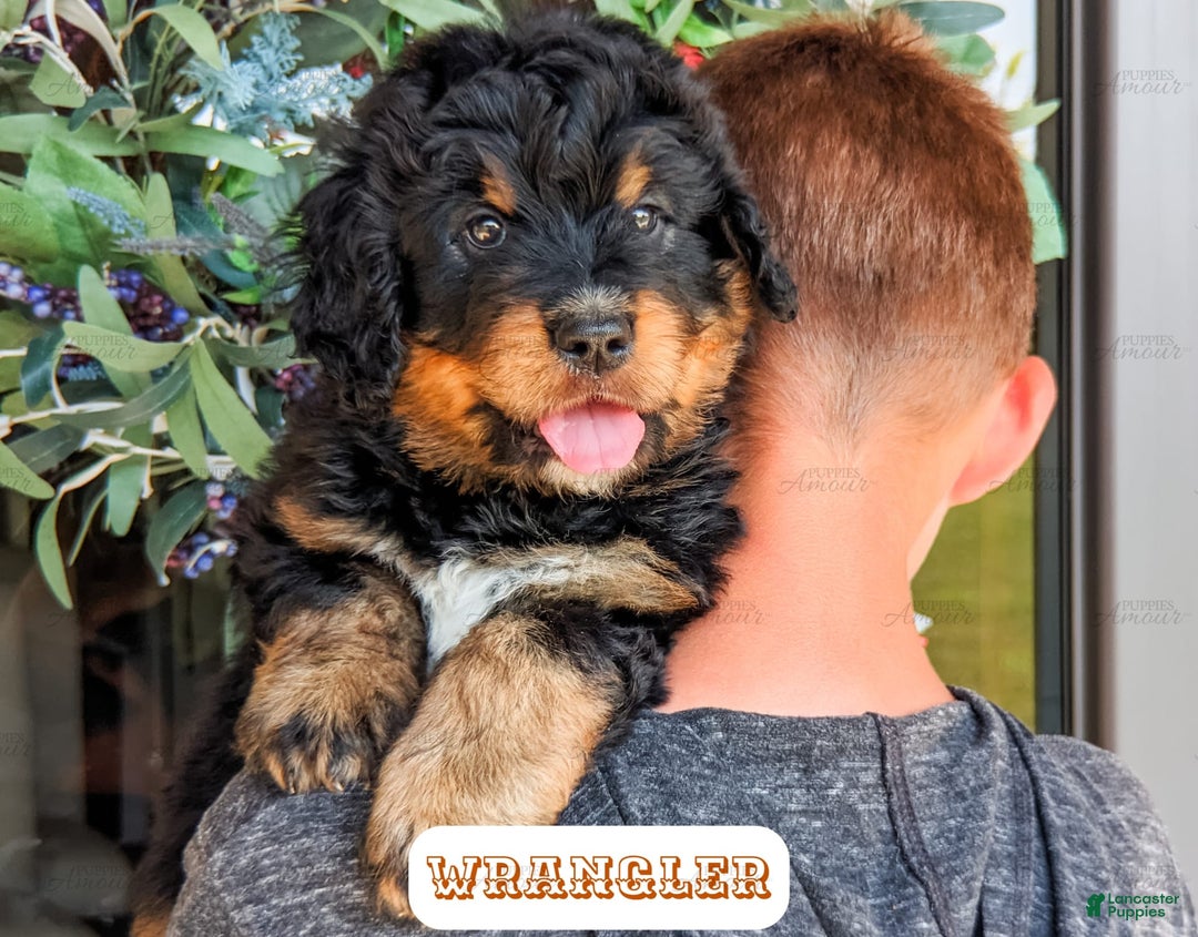 Bernedoodle dogs for sale: Wrangler - Image 3