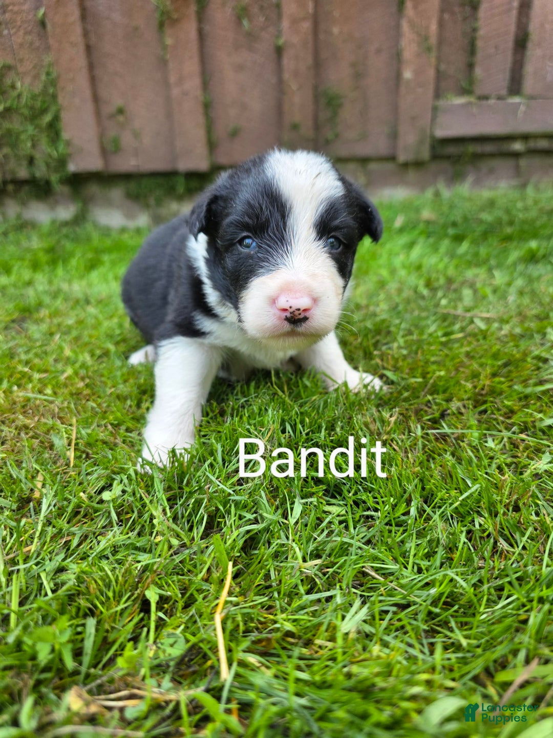 Border Collie dogs for sale: Bandit - Image 7