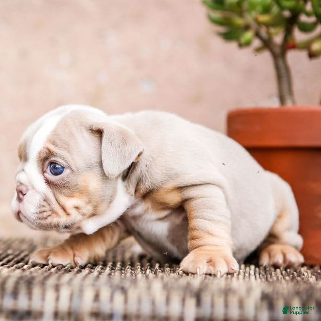 English Bulldog dogs for sale: Truffles - Image 14