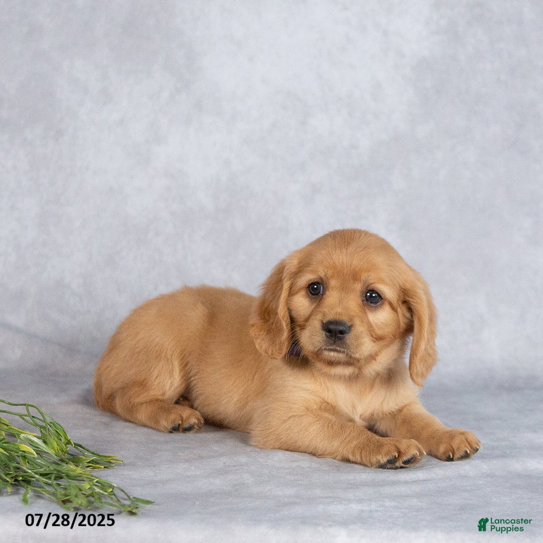 Miniature Golden Retriever dogs for sale: August - Image 4