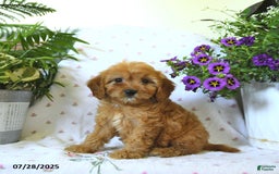 Cavapoo dogs for sale: Winnie - Image 2