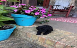 Cavapoo dogs for sale: Rowdy - Image 6