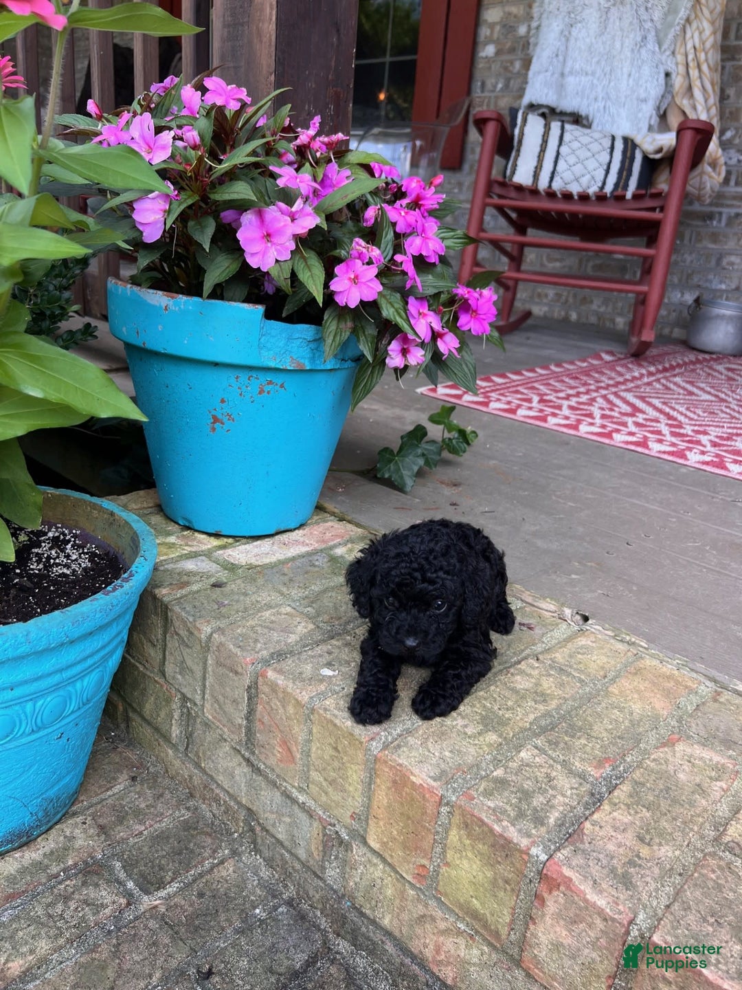 Cavapoo dogs for sale: Rowdy - Image 6