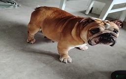 English Bulldog dogs for sale: Reba - Image 17
