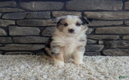Australian Shepherd dogs for sale: Snickers - Image 5