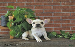 French Bulldog dogs for sale: Lily - Image 3