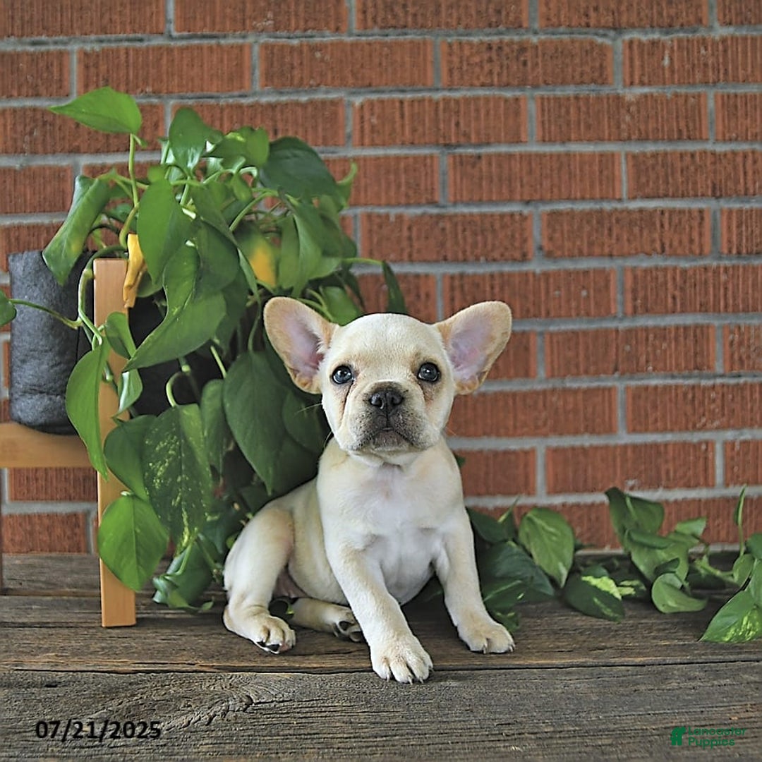 French Bulldog dogs for sale: Lily - Image 3