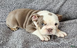 English Bulldog dogs for sale: Gatski - Image 1
