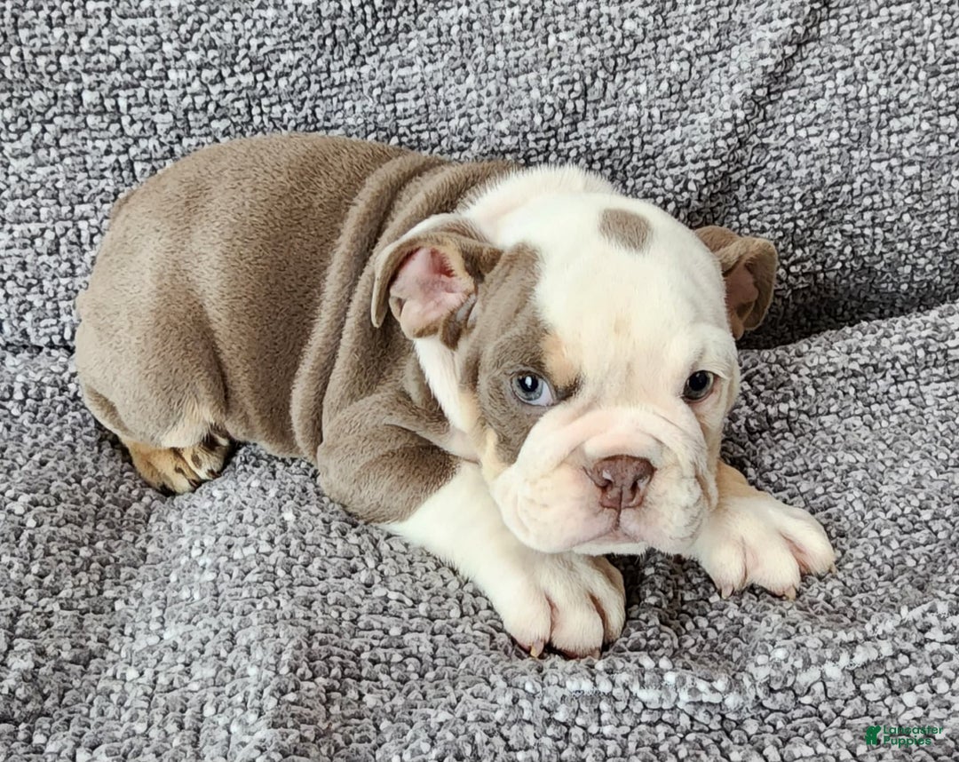 English Bulldog dogs for sale: Gatski - Image 1