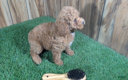 Miniature Poodle dogs for sale: Little Honey Girl 1 - Image 4