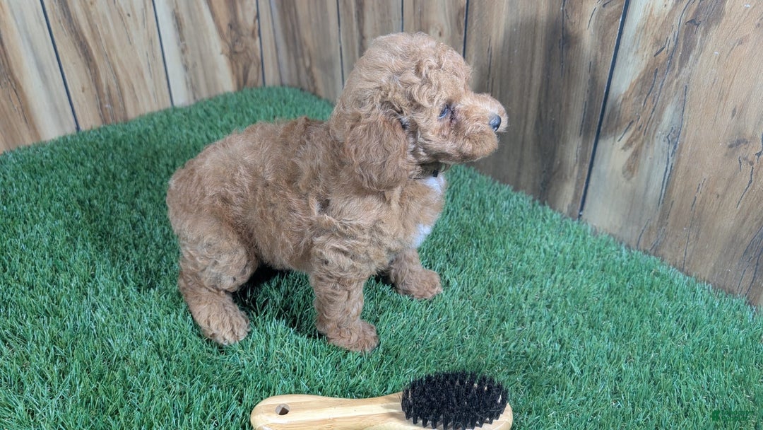 Miniature Poodle dogs for sale: Little Honey Girl 1 - Image 4
