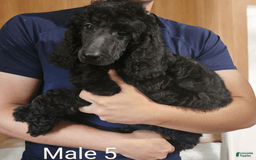 Standard Poodle dogs for sale: Male 5 - Image 3