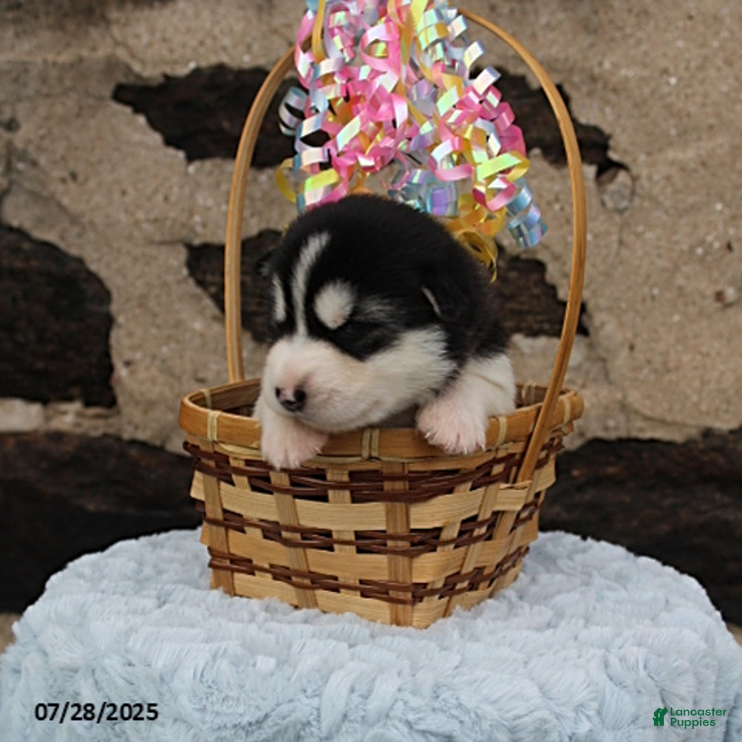 Alaskan Malamute dogs for sale: Luna - Image 1