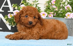 Miniature Poodle dogs for sale: Rhett - Image 5