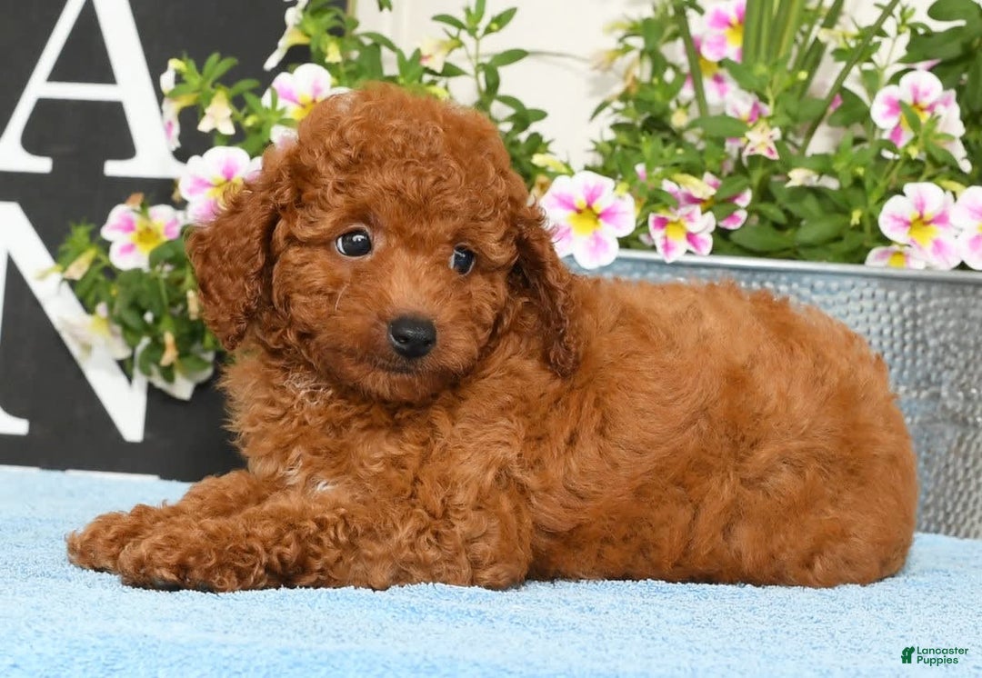 Miniature Poodle dogs for sale: Rhett - Image 5