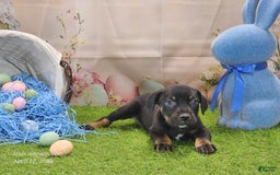 Catahoula Leopard Dog dogs for sale: Juliet 2025 M8 Catahoula Puppy - Image 9