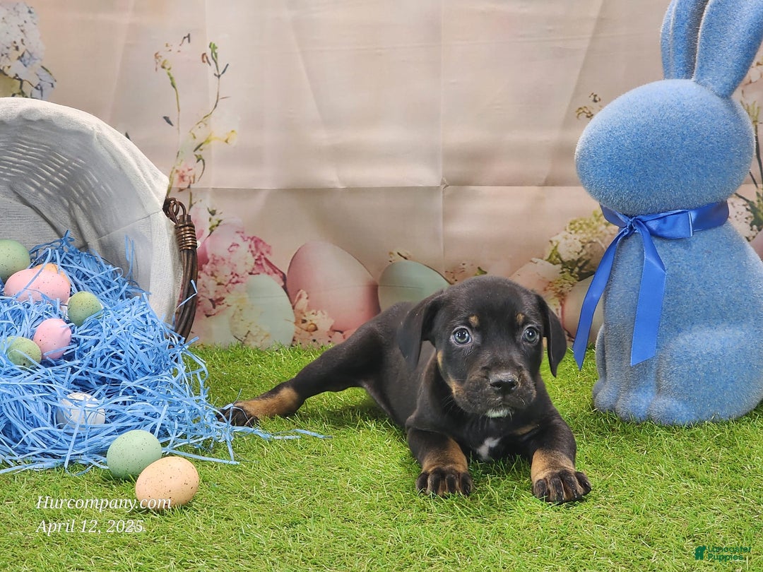 Catahoula Leopard Dog dogs for sale: Juliet 2025 M8 Catahoula Puppy - Image 9