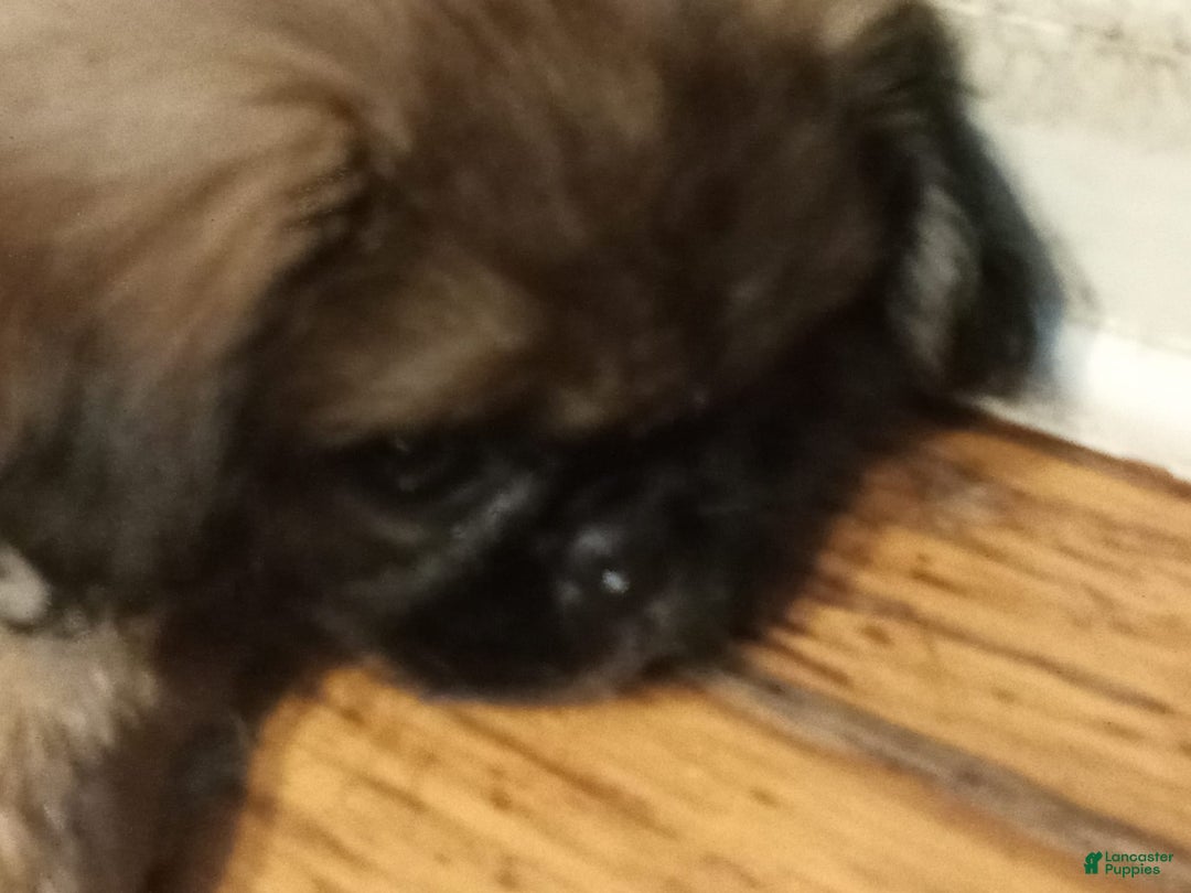 Pekingese dogs for sale: Skippy - Image 8