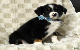 Miniature Australian Shepherd dogs for sale: Wyatt - Image 2