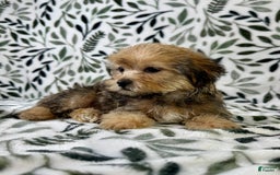 Shorkie dogs for sale: Sydney - Image 1
