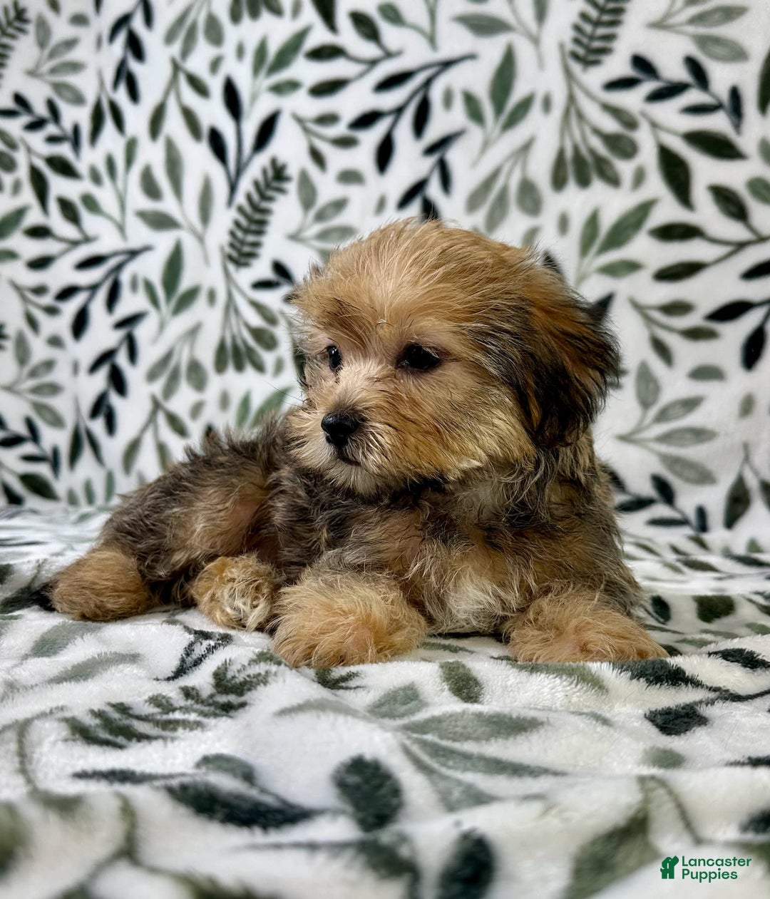 Shorkie dogs for sale: Sydney - Image 1