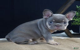 French Bulldog dogs for sale: Khloe - Image 3
