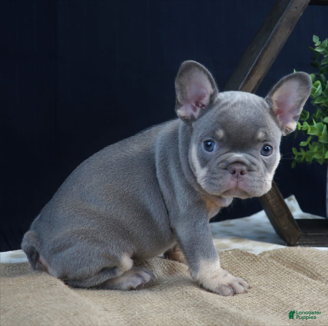 French Bulldog dogs for sale: Khloe - Image 3